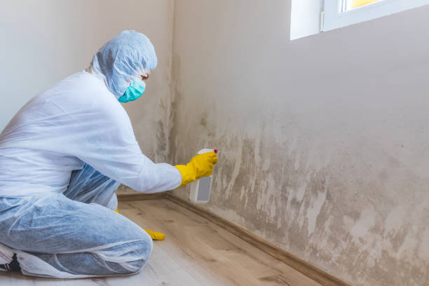 Licensed Basement Mold Remediation service in Fischer, TX - 24 Hour Mold Removal