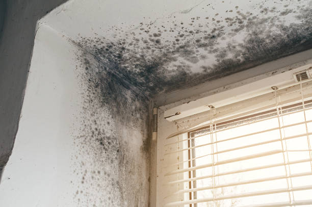 Affordable Basement Mold Remediation solutions in Fischer, TX